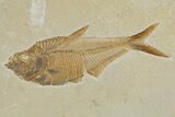 Plate of Two Fossil Fish (Diplomystus) - Wyoming #295609-2